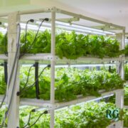 How to Build a Simple DIY Hydroponic Garden at Home