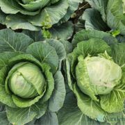 cabbage in the garden
