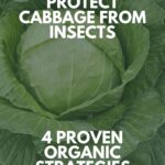 Pin image of cabbage in the garden.