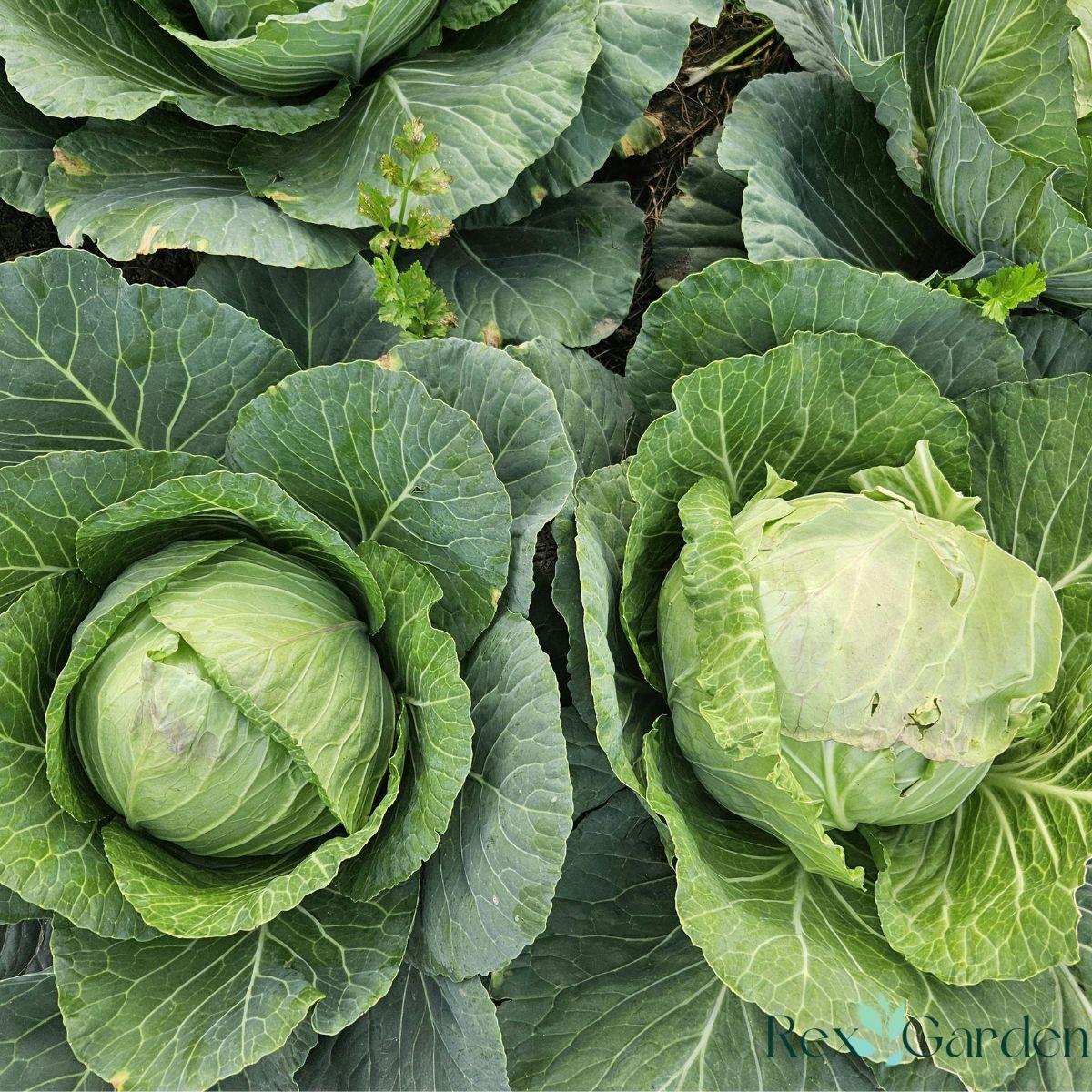 cabbage in the garden