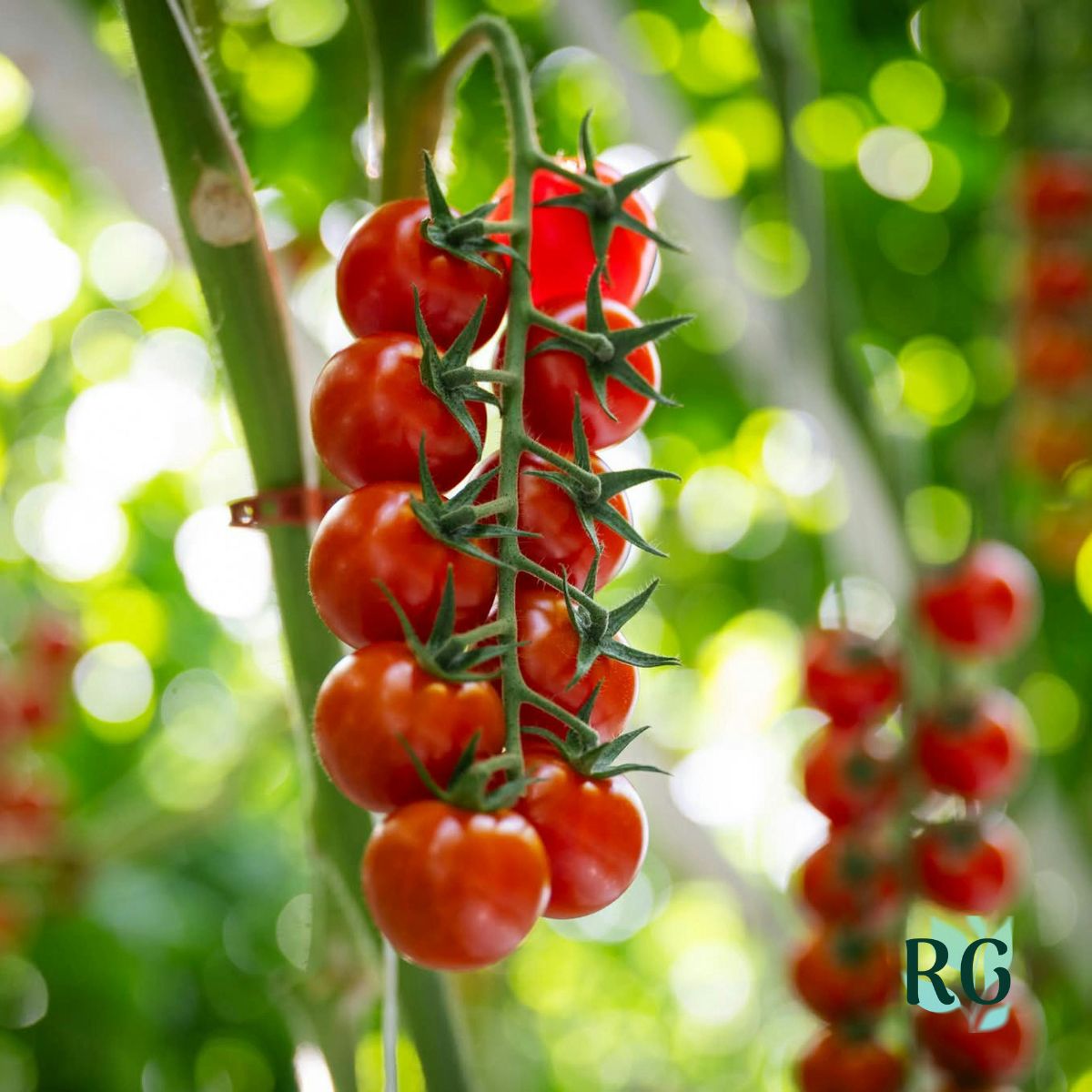 Indeterminate Tomatoes