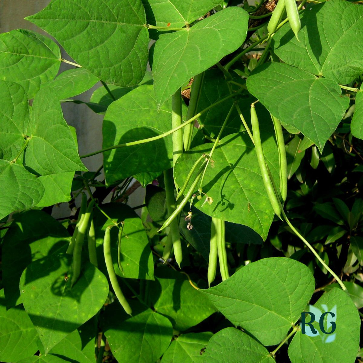 Pole Beans