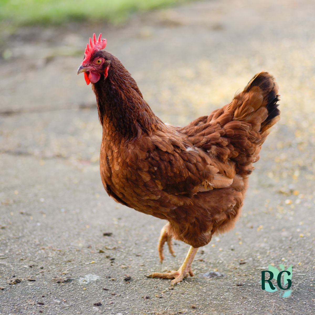 Rhode Island Red Chicken