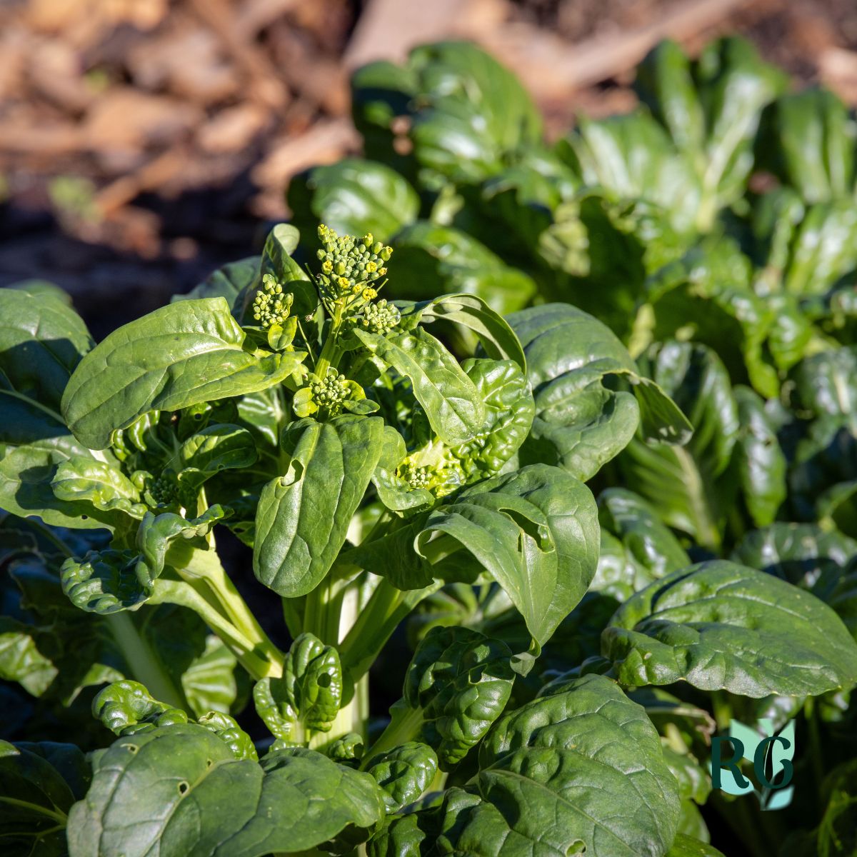 Spinach