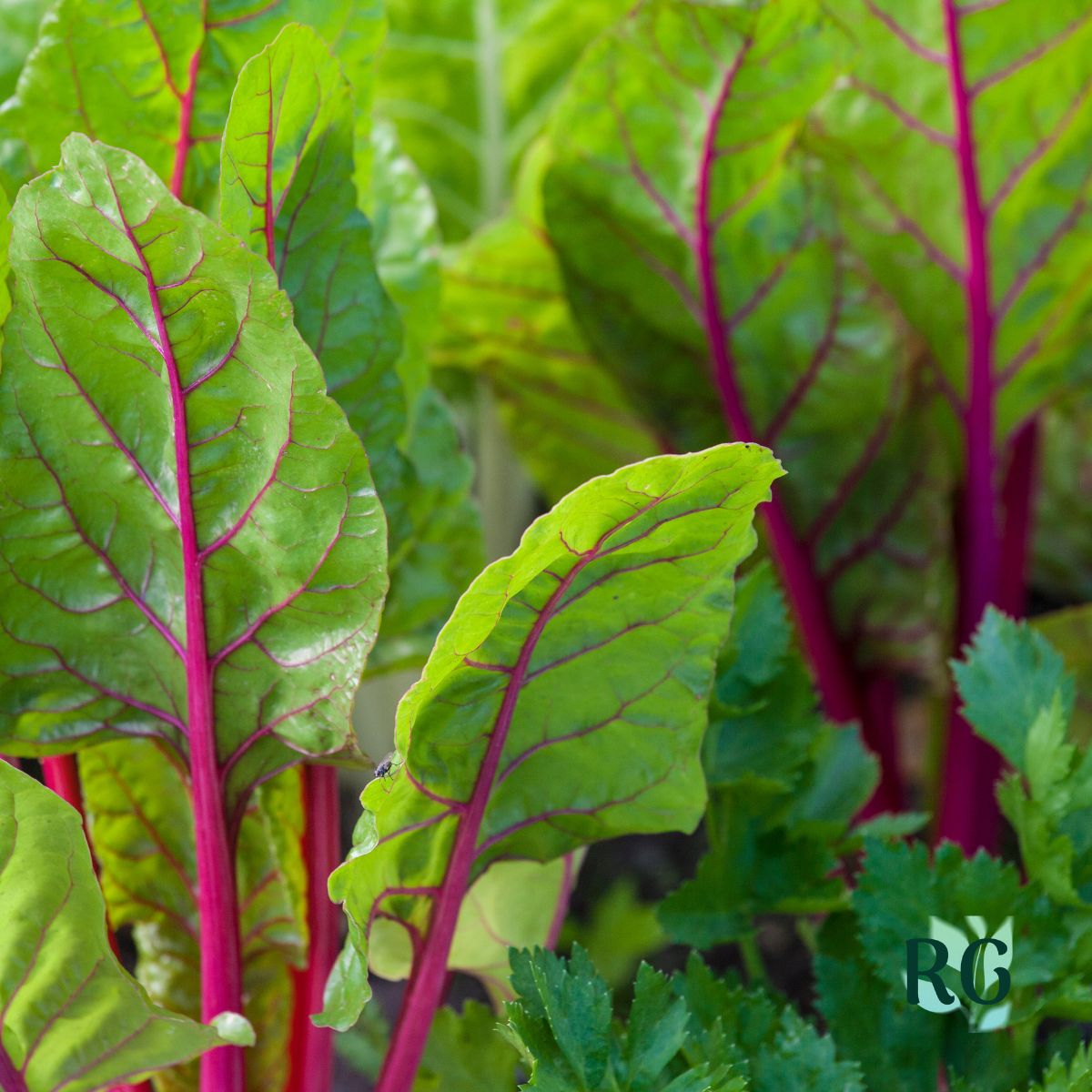 Swiss Chard