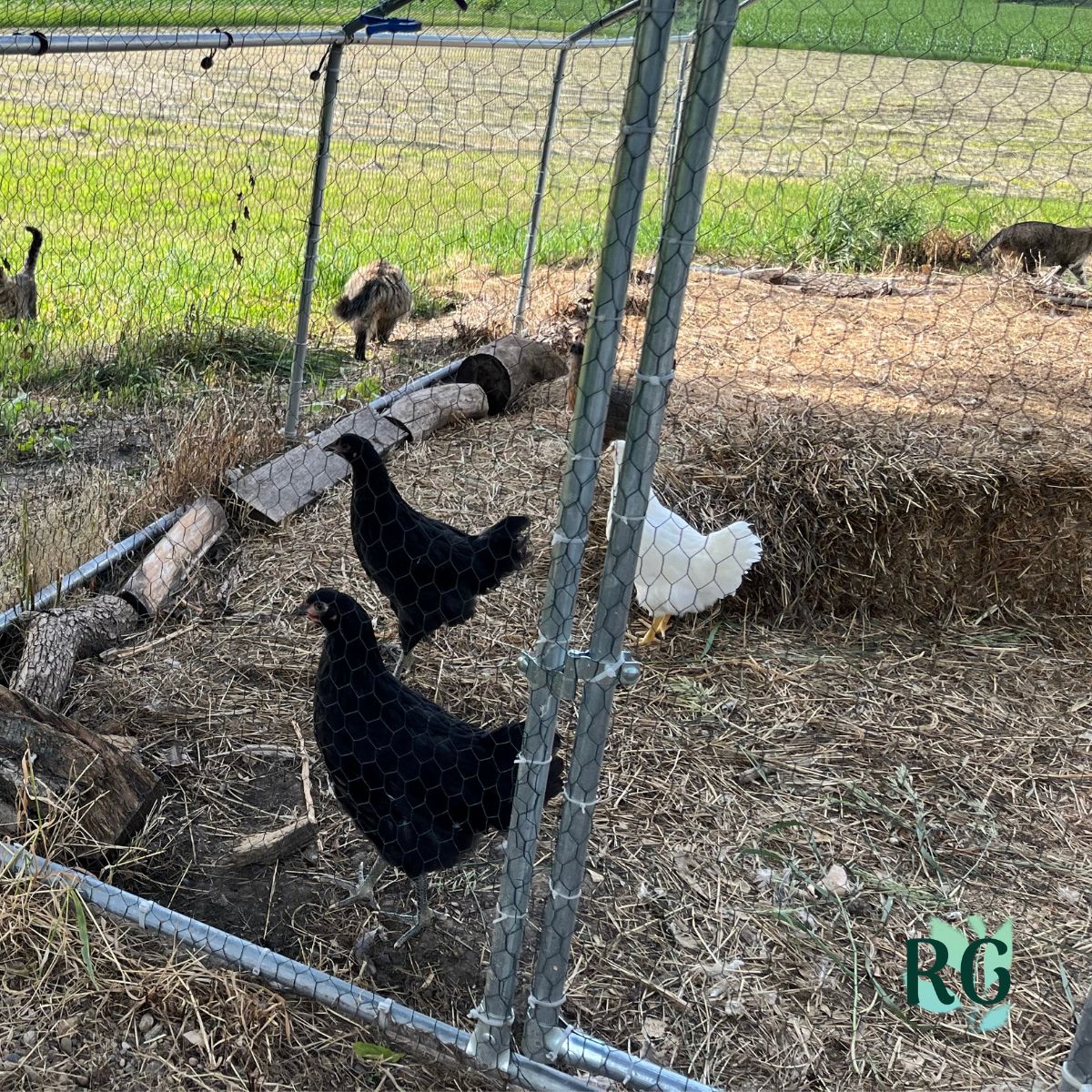 Top 20 backyard chicken breeds includes Jersey black giants and amberlinks shown here in an outside wire chicken enclosure.