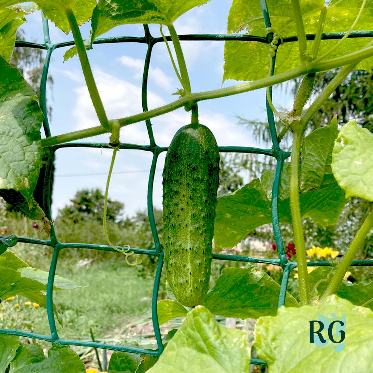 Vining Cucumbers