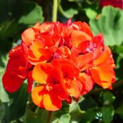 Geranium flower.