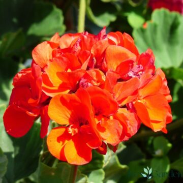Geranium flower.