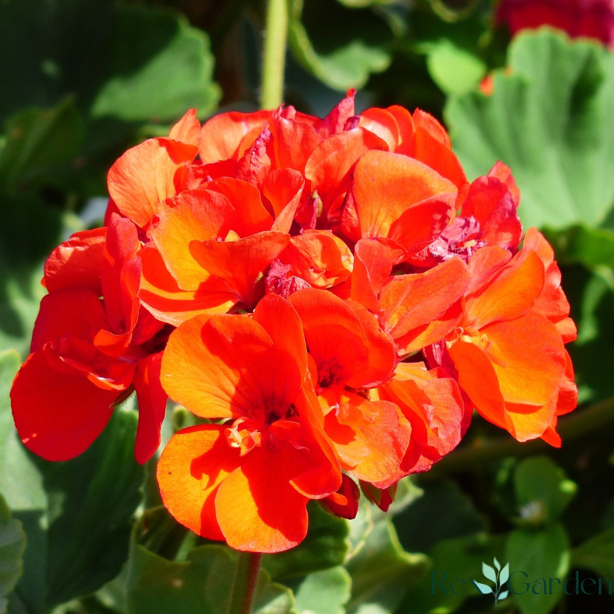 Geranium flower.