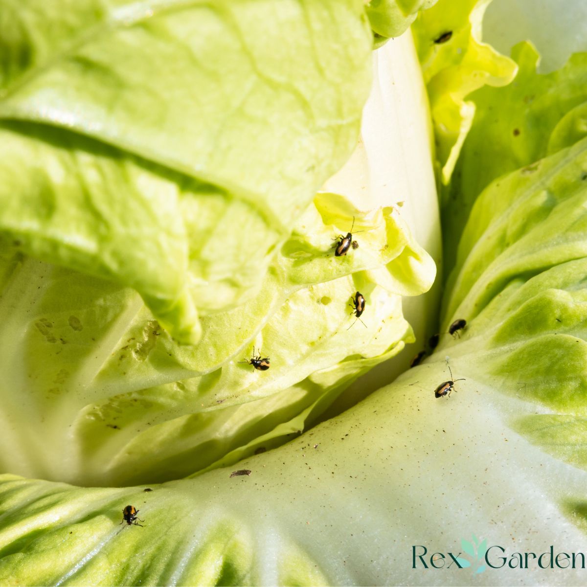 bug damage to cabbage