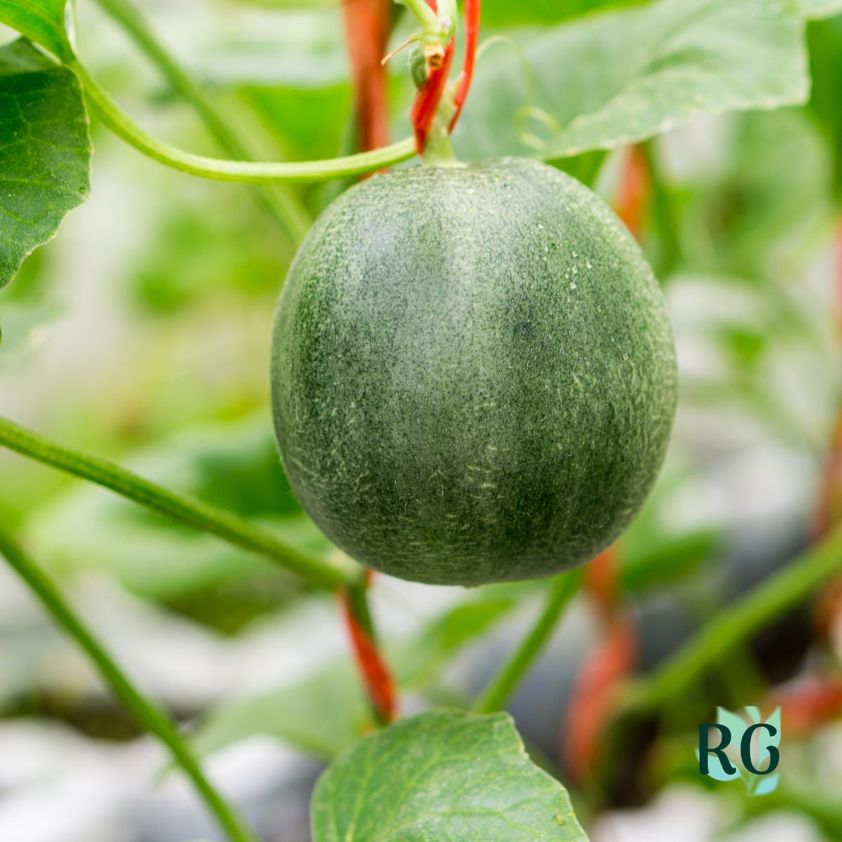 Small Vining Squash & Personal-Sized Melons