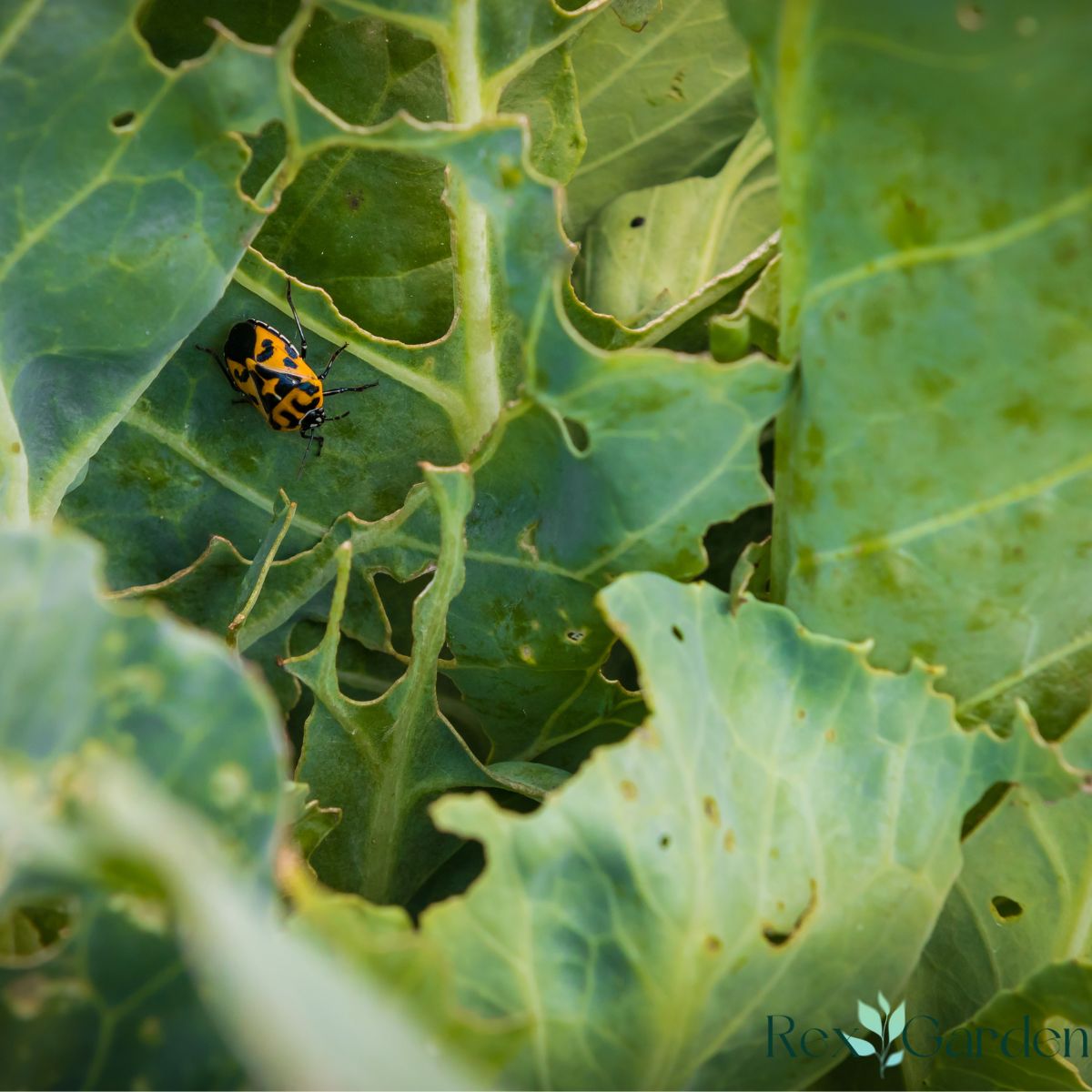 cabbage leaf damage from insects