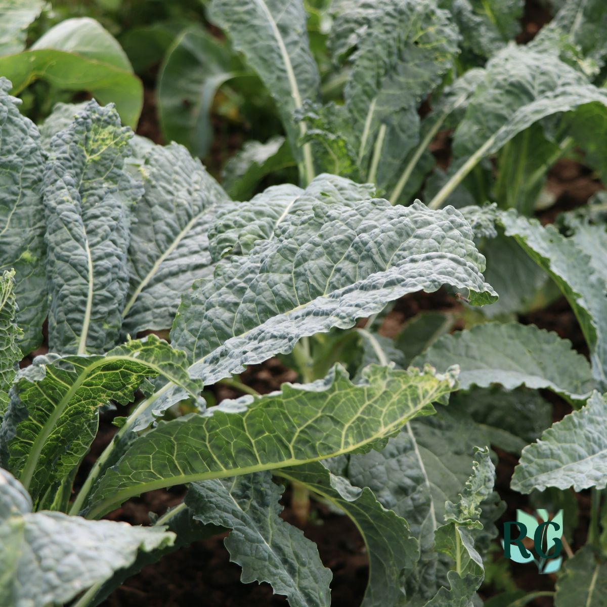 Kale