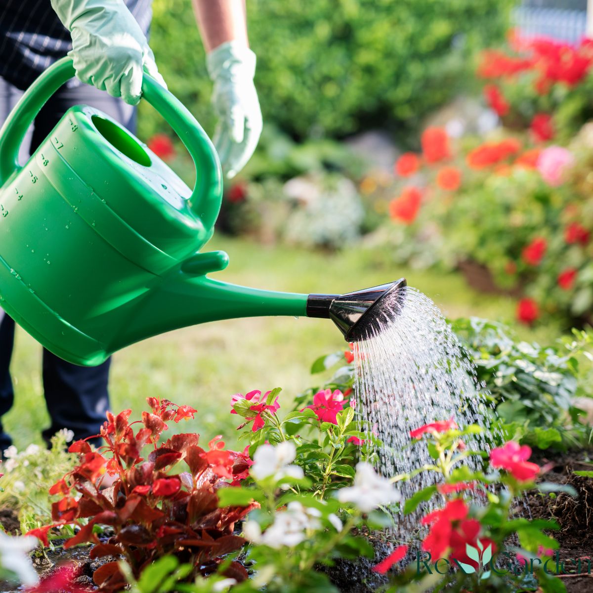 Watering plants and flowers.