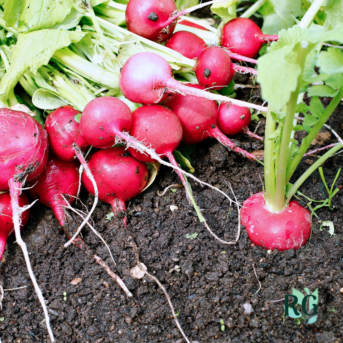 Radishes