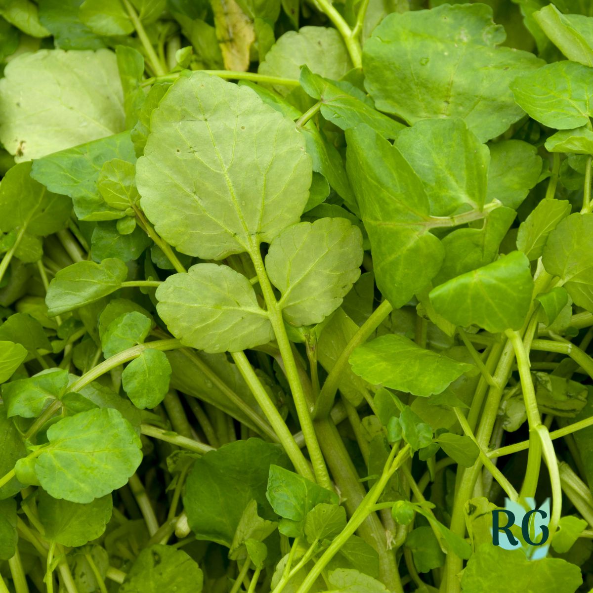 Watercress